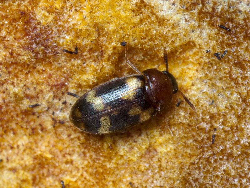 Mycetophagus piceus (Fabricius, 1777)